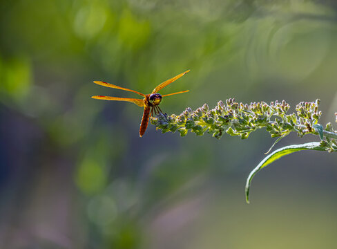 Dragonfly in garden