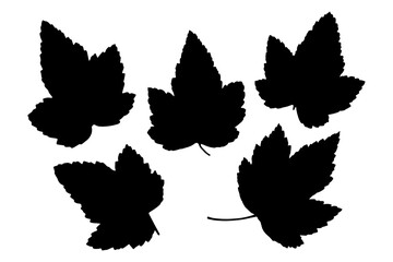 Vector silhouette of the leaves. Set of leaves isolated on white background.
