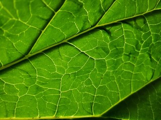 Vibrant close-up macro nature image showing the texture of the detail in the veins in a beautiful green leaf.