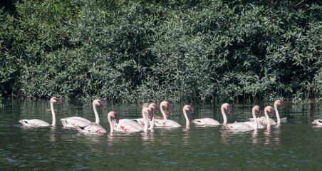 Naklejka premium A flock of lesser flamingo (Phoeniconaias minor) seen swimming in the wetlands near Airoli in New Bombay in Maharashtra, India