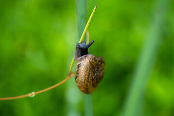 nail on a grass on a sunny day close-up.Snail on green leaf, green nature background. Wild nature, environment concept