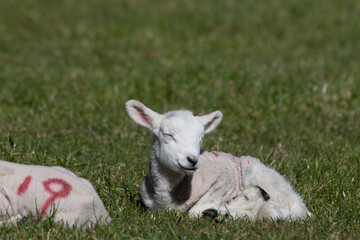 lamb on the grass looking rather content