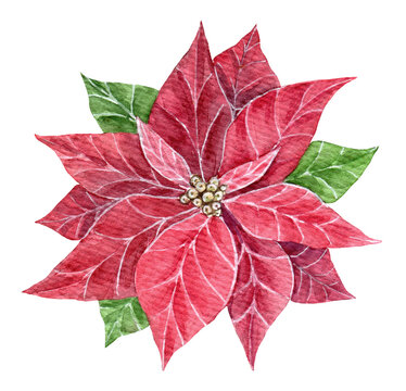Watercolor Christmas star flower, red poinsettia flowers, hand drawn illustration isolated on white background, perfect for invitation and greeting cards.