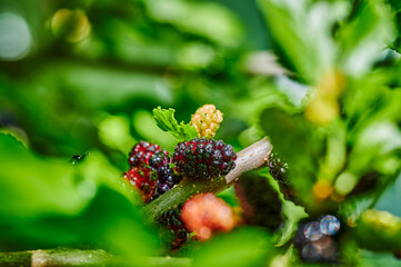 Close up of mulberries (Morus nigra) hanging in clusters on a bush ready to be harvested.