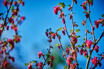 Bee at a flowering currant (Ribes sanguineum) in the sunshine.