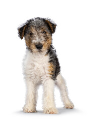 Sweet Fox Terrier dog pup, standing facing front. Looking straight towards camera. Isolated on a white background.