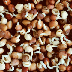 Close-up of broccoli sprouts. Growing microgreens at home.