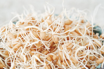 Sprouted wheat grains in a bowl on a linen napkin. Selective focus.
