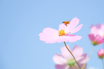 青空に咲くコスモスとミツバチ