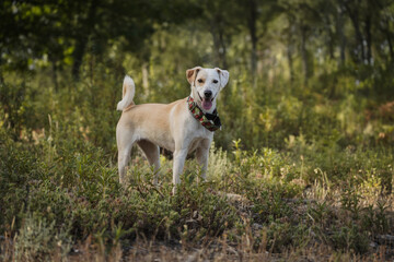 Happy female dog standing on the golden grass in the morning