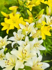 bouquet of yellow lilies