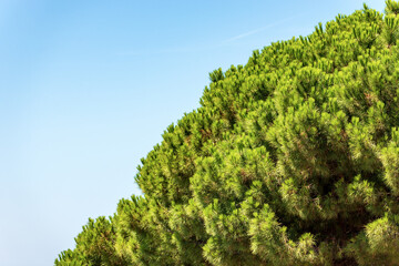 Extreme close-up of a green maritime pine on clear blue sky, coast of the mediterranean sea, Liguria, Italy, southern Europe.