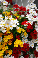 Brightly coloured flowers hanging from a wall in Castiglione del Lago