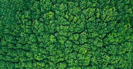 Luchtfoto bovenaanzicht bos boom, regenwoud ecosysteem en gezonde omgeving concept en achtergrond, textuur van groene boom bos weergave van bovenaf.