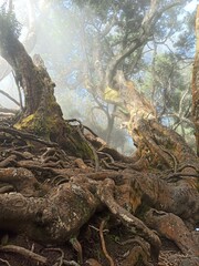 roots of a tree in the forest