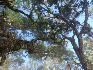 Beautiful trees and sky 