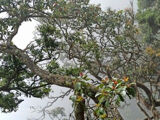 Beautiful Branches of a tree