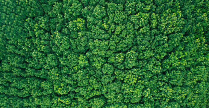 Aerial top view forest tree, Rainforest ecosystem and healthy environment concept and background, Texture of green tree forest view from above.	
