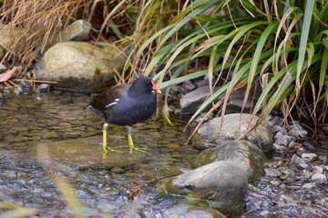 Common Moorhen (Gallinula chloropus) wading through a shallow brook