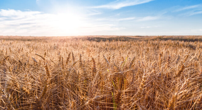 Wheat field in sunset with blue sky. Harvest agriculture concept