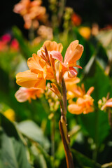 Fototapeta premium Lily Canna in the city park. A tropical plant of bright colors. Juicy greens. Greening of the city. The flower is red. Bright sunny day.