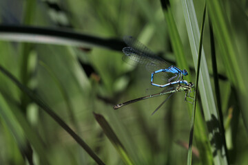 Wasserjungfer Paarung
