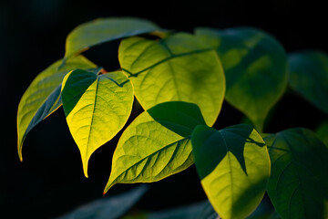 Translucent backlit green leaves of Reynoutria japonica or Fallopia japonica and Polygonum...