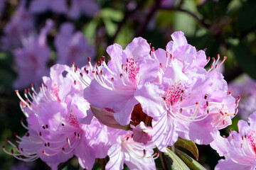 The background of nature. Flowering branches of trees and bushes in the park.