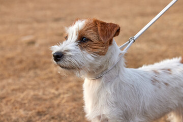 Head shot of a pedigree rough coated tan and white Jack Russell Terrier puppy on a white show lead