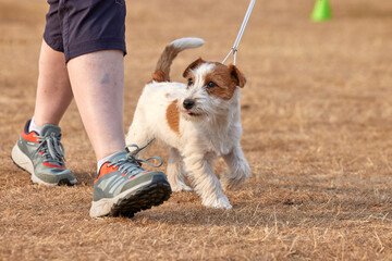 A tan and white rough coated Jack Russell Terrier puppy in training at ringcraft classes