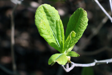 Close-up on young green leaves of a bush in spring.