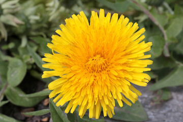 A young yellow dandelion flower blooms in a meadow.