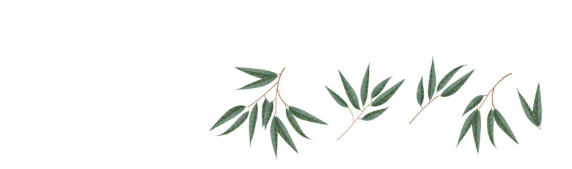 Set of differents eucalyptus leaves on white background.