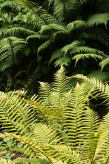 fern leaves