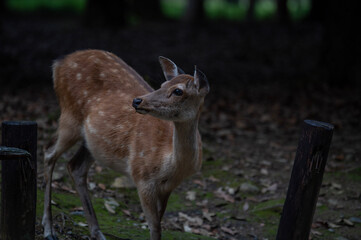 Naklejka na ściany i meble 奈良公園の鹿