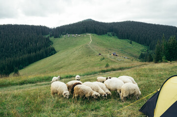 Fototapeta premium Sheep on a pasture near a campsite with tents in the mountains against the background of a beautiful landscape.