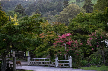 Fototapeta na wymiar 奈良公園の鹿
