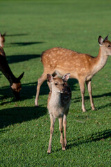 奈良公園の鹿