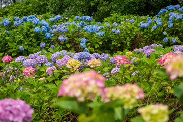 階段状に咲く色とりどりのアジサイ