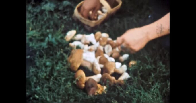 Mushroom picking season in green forest. Man mushroomer hands put edible porcini mushrooms on grass from baskets. Mushroom gathering season. Vintage color film. Retro scan 80s archive. 1980s-1990s 