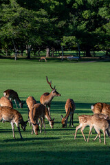 奈良公園の鹿