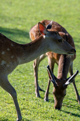 奈良公園の鹿