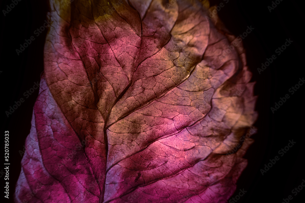 Leinwandbilder beautiful abstraction leaf texture neon light. minimalism retro style concept. background pattern fo