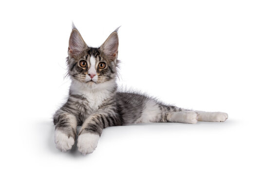 Cute silver Maine Coon cat kitten, laying down side ways on edge. Looking towards camera. Isolated on a white background.