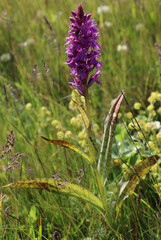 Wild orchid in natural habitat
