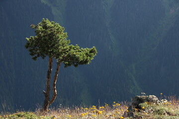 Lonely Tree Against Forest