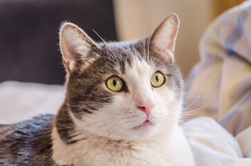 Portrait of a pet gray and white cat. A close-up portrait of a gray and white European domestic cat in its environment.
