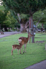 奈良公園の鹿
