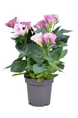 Potted Prairie Gentian plant with pink flowers on white background