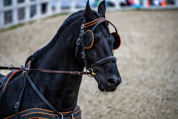 beautiful black horse close up